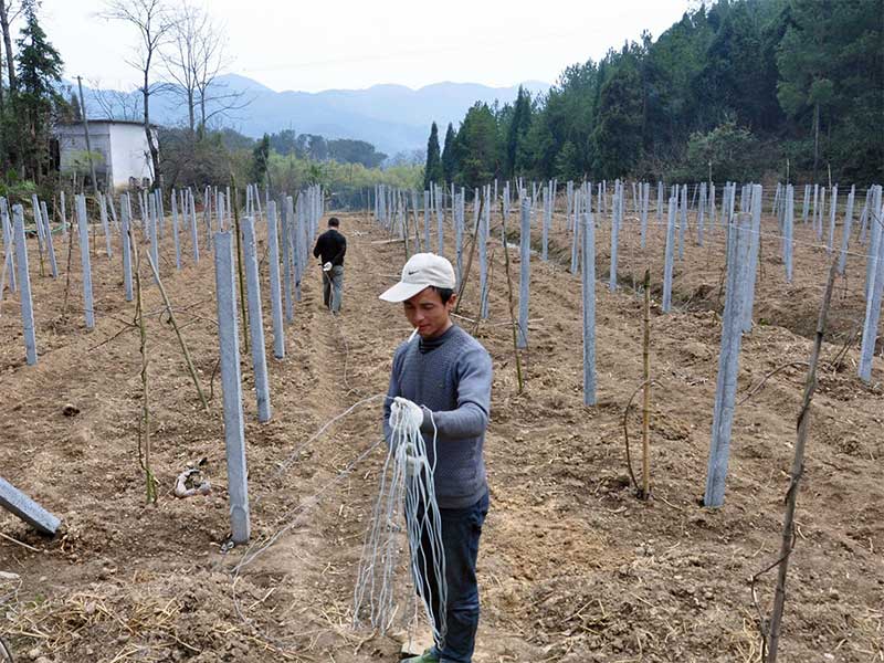 包塑丝应用于猕猴桃搭架施工