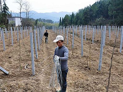 怀化包塑丝应用于猕猴桃搭架施工